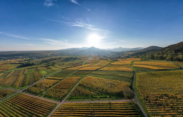 agriculture fields and sunshine
